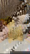  Designer Moti Bangles Set Wholesale Shop In Surat

